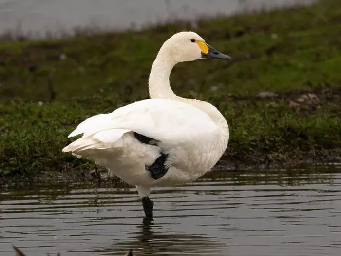 Framed Print : Bewick swan at Slimbridge WWT in Gloucestershire, a regular winter visitor from Siberia. [ cygnus columbianus bewickii ]