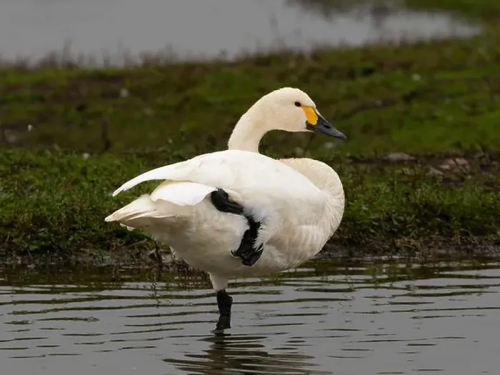 Framed Print : Bewick swan at Slimbridge WWT in Gloucestershire, a regular winter visitor from Siberia. [ cygnus columbianus bewickii ]