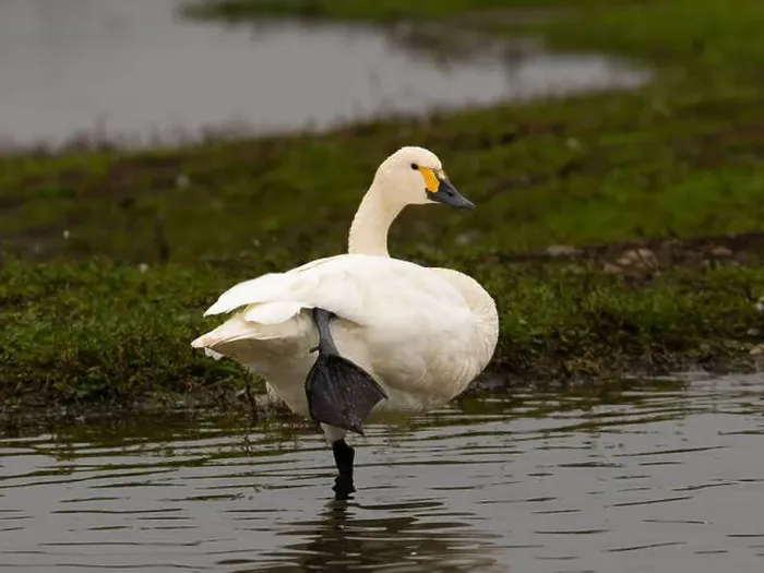 Framed Print : Bewick swan at Slimbridge WWT in Gloucestershire, a regular winter visitor from Siberia. [ cygnus columbianus bewickii ]
