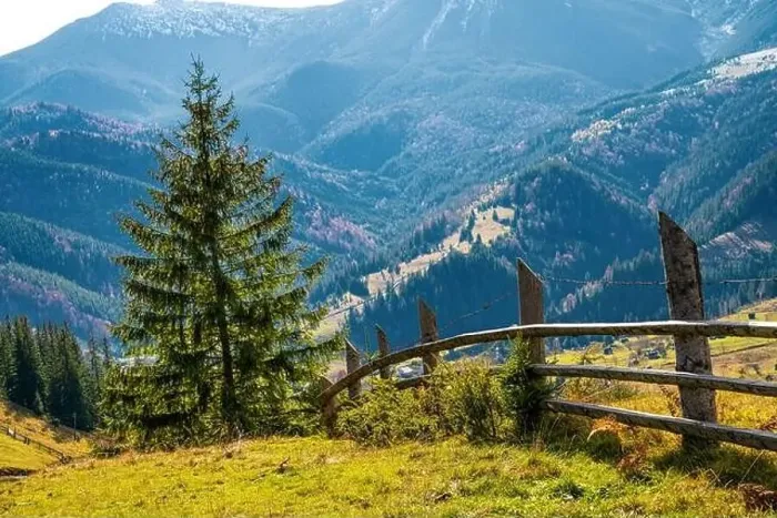 Framed Print : Bewitching beautiful summer landscape of a green meadow on a hill overlooking a dense coniferous forest Framed Print : Bewitching beautiful summer landscape of a green meadow on a hill overlooking a dense coniferous forest