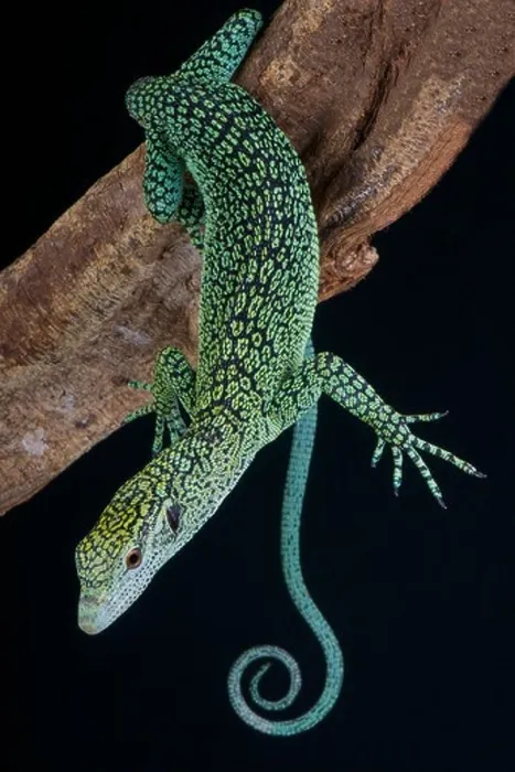 Framed Print : Biak tree monitor / Varanus kordensis Framed Print : Biak tree monitor / Varanus kordensis