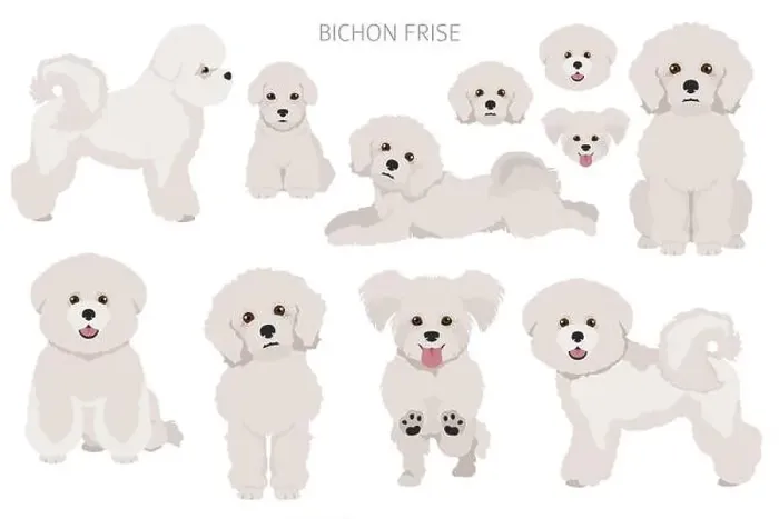 Framed Print : Bichon frise clipart. Different coat colors and poses set. Vector illustration Framed Print : Bichon frise clipart. Different coat colors and poses set. Vector illustration