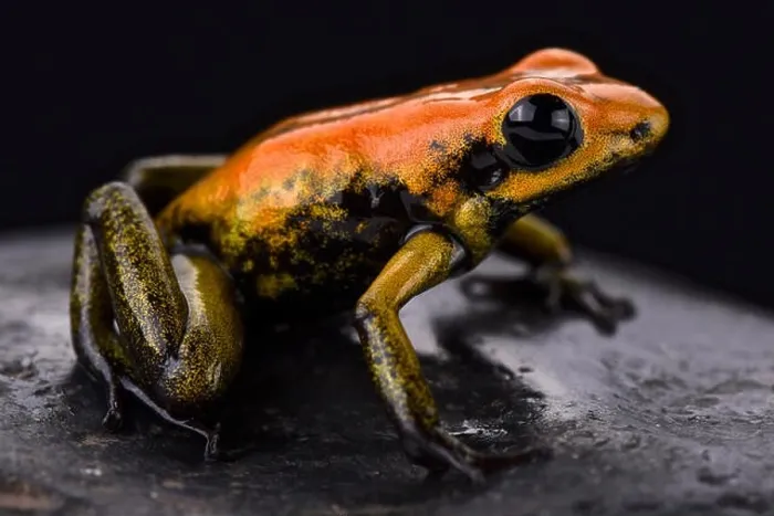 Framed Print : Bicolored dart frog (Phyllobates bicolor) Framed Print : Bicolored dart frog (Phyllobates bicolor)