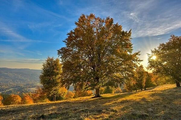 Big autumn oak in warm sunset. Light rays in fall landscape trees