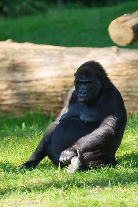 Framed Print : Big black gorilla monkey sits on the grass, sunny day Framed Print : Big black gorilla monkey sits on the grass, sunny day