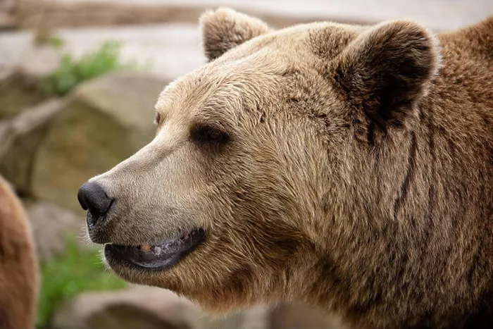 Framed Print : big brown bear head closeup portrait side view, smile Framed Print : big brown bear head closeup portrait side view, smile