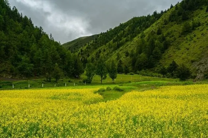 Framed Print : A big cole flower field in meadows in Tibet Framed Print : A big cole flower field in meadows in Tibet