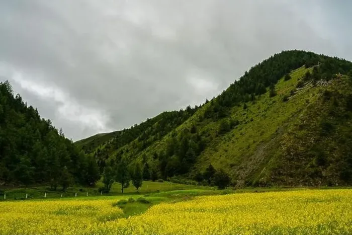 Framed Print : A big cole flower field in meadows in Tibet Framed Print : A big cole flower field in meadows in Tibet