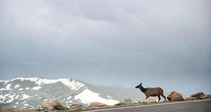 Framed Print : The big deer standing at footpath of the road at Rocky mountain national park, Colorado Framed Print : The big deer standing at footpath of the road at Rocky mountain national park, Colorado