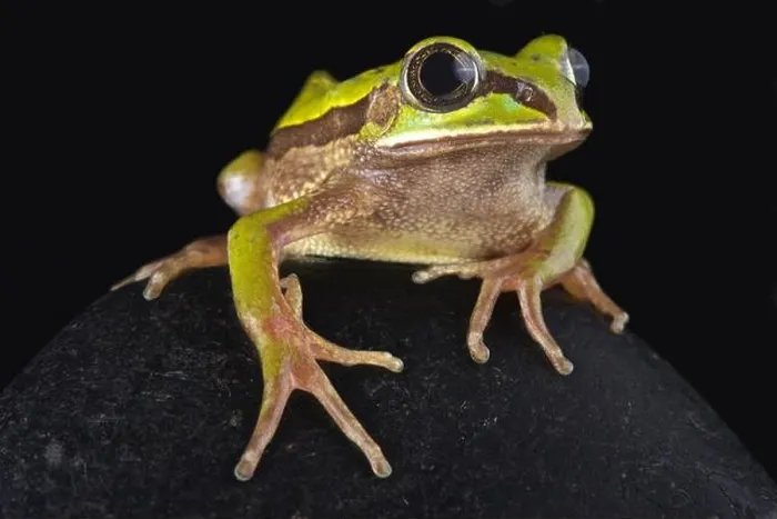 Framed Print : The Big-eyed frog (Leptopelis nordequatorialis)is found on savannas in northern Cameroon Framed Print : The Big-eyed frog (Leptopelis nordequatorialis)is found on savannas in northern Cameroon