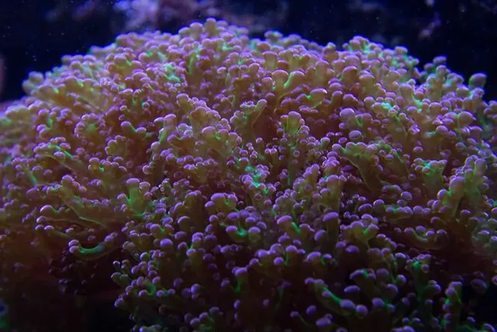 Framed Print : Big Hairy Mushroom soft coral - (Rhodactis howesii) Framed Print : Big Hairy Mushroom soft coral - (Rhodactis howesii)