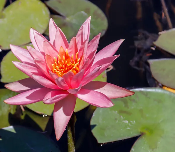 Framed Print : Big head of a pink lotus with leaves Framed Print : Big head of a pink lotus with leaves