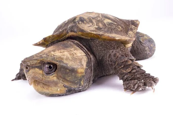 Framed Print : Big-headed turtle, Platysternon megacephalum Framed Print : Big-headed turtle, Platysternon megacephalum