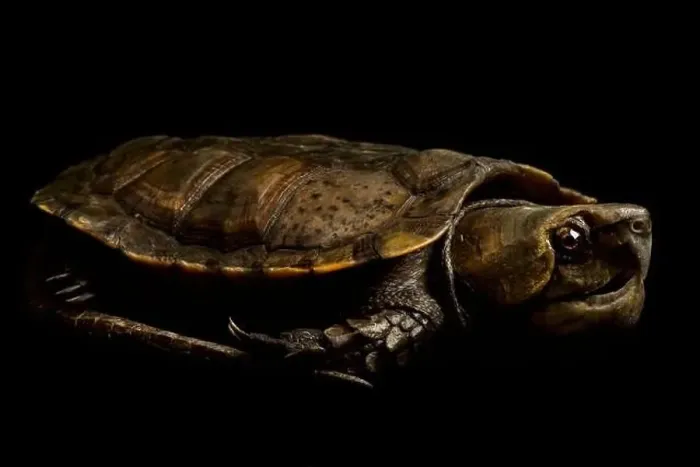 Framed Print : Big-headed turtle (Platysternon megacephalum) Framed Print : Big-headed turtle (Platysternon megacephalum)