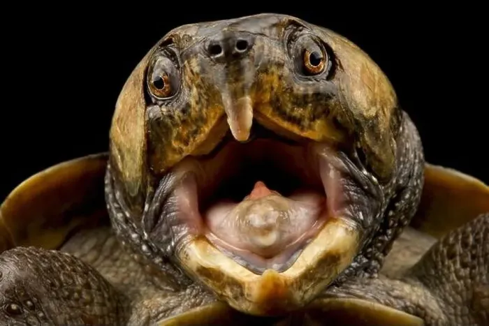 Framed Print : Big-headed turtle (Platysternon megacephalum) Framed Print : Big-headed turtle (Platysternon megacephalum)