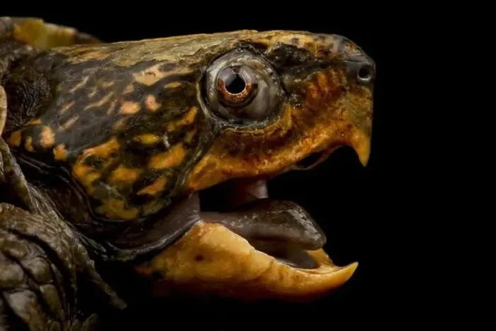 Framed Print : Big-headed turtle (Platysternon megacephalum) Framed Print : Big-headed turtle (Platysternon megacephalum)