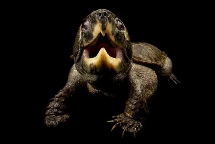 Framed Print : Big-headed turtle (Platysternon megacephalum) Framed Print : Big-headed turtle (Platysternon megacephalum)