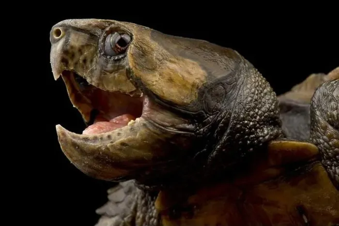 Framed Print : Big-headed turtle (Platysternon megacephalum) Framed Print : Big-headed turtle (Platysternon megacephalum)