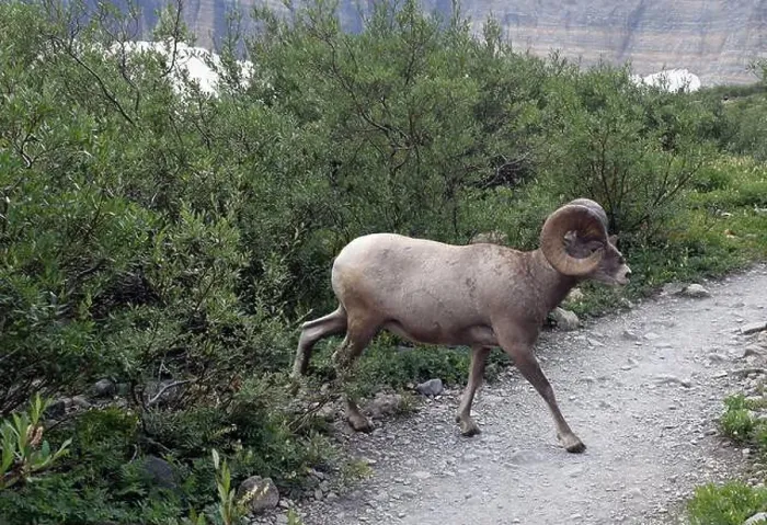 Framed Print : Big Horn Sheep Part 1 Framed Print : Big Horn Sheep Part 1