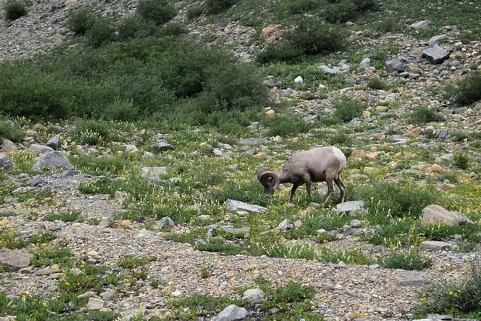 Framed Print : Big Horn Sheep Part 3