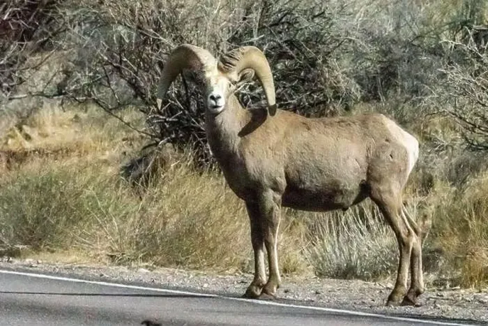 Framed Print : Big Horn Sheep (Ovis canadensis) in Valley of the Fire State Park in Nevada Framed Print : Big Horn Sheep (Ovis canadensis) in Valley of the Fire State Park in Nevada