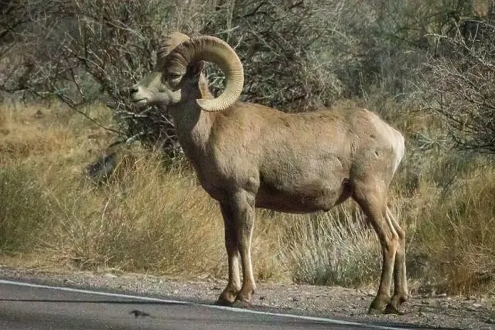 Framed Print : Big Horn Sheep (Ovis canadensis) in Valley of the Fire State Park in Nevada Framed Print : Big Horn Sheep (Ovis canadensis) in Valley of the Fire State Park in Nevada