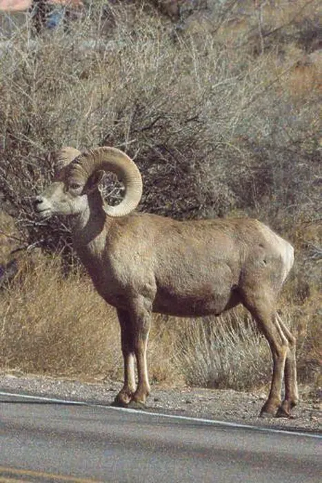 Framed Print : Big Horn Sheep (Ovis canadensis) in Valley of the Fire State Park in Nevada Framed Print : Big Horn Sheep (Ovis canadensis) in Valley of the Fire State Park in Nevada