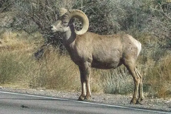 Framed Print : Big Horn Sheep (Ovis canadensis) in Valley of the Fire State Park in Nevada Framed Print : Big Horn Sheep (Ovis canadensis) in Valley of the Fire State Park in Nevada