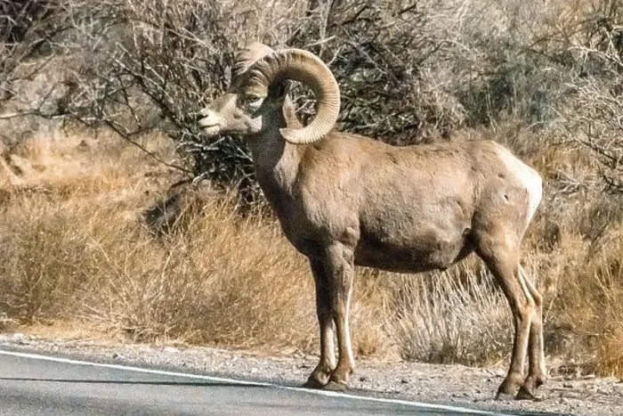 Framed Print : Big Horn Sheep (Ovis canadensis) in Valley of the Fire State Park in Nevada Framed Print : Big Horn Sheep (Ovis canadensis) in Valley of the Fire State Park in Nevada