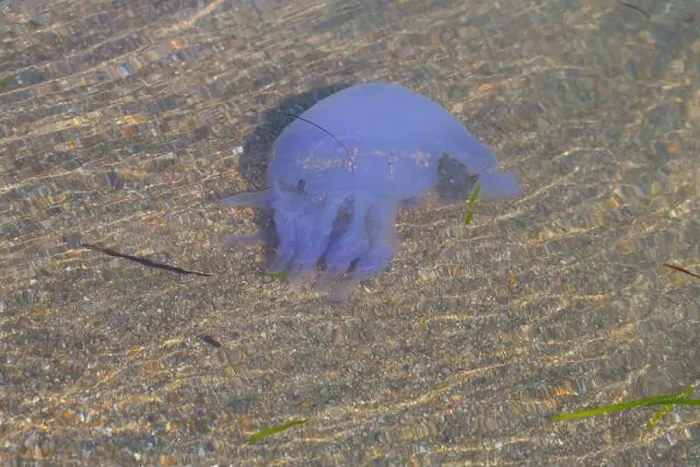 Framed Print : Big jellyfish swimming in shallow water near the sand Framed Print : Big jellyfish swimming in shallow water near the sand