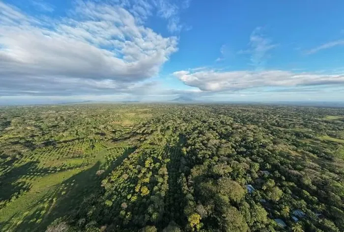 Framed Print : Big tree plantation field in farm central america aerial drone view Framed Print : Big tree plantation field in farm central america aerial drone view