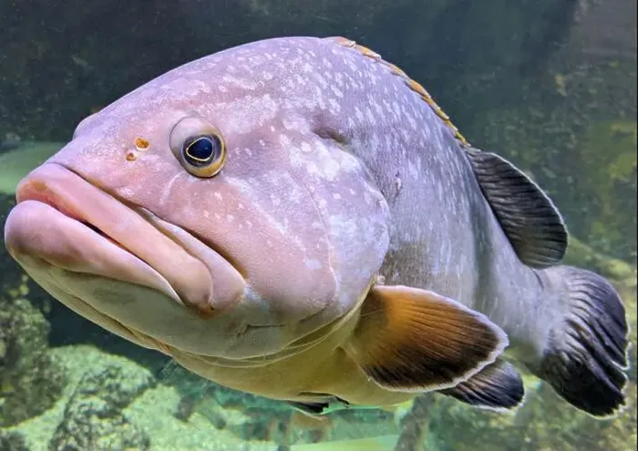 Framed Print : Big ugly grouper fish in aquarium Framed Print : Big ugly grouper fish in aquarium