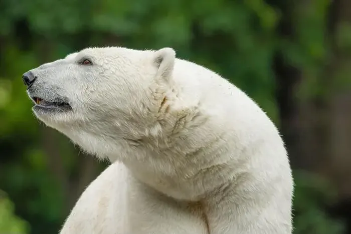 Framed Print : Big white Polar Bear takes a rest and sitting on stone