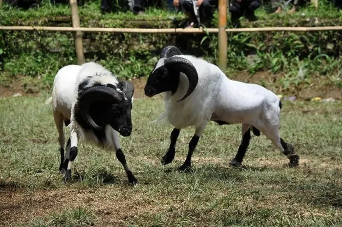 Framed Print : Bighorn sheep fighting competition in Garut, West Java, Indonesia