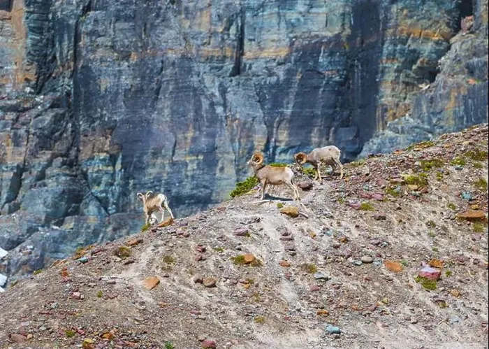 Framed Print : Three Bighorn Sheep on a Mountain Ridge in Glacier National Park in Montana Framed Print : Three Bighorn Sheep on a Mountain Ridge in Glacier National Park in Montana