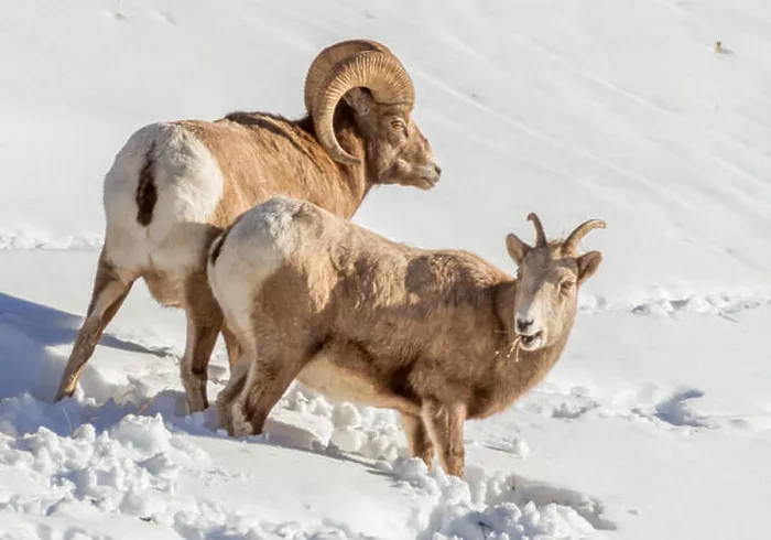 Framed Print : Bighorn sheep ram and ewe forage for food in snow during winter in Kananaskis region of Alberta Framed Print : Bighorn sheep ram and ewe forage for food in snow during winter in Kananaskis region of Alberta