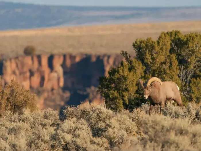 Framed Print : Bighorn sheep along Rio Grande Gorge, New Mexico Framed Print : Bighorn sheep along Rio Grande Gorge, New Mexico