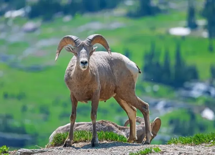 Framed Print : Bighorn Sheep Searching for Danger in Glacier National Park in Montana Framed Print : Bighorn Sheep Searching for Danger in Glacier National Park in Montana