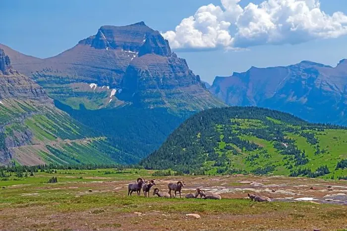 Framed Print : Bighorn Sheep in a Spectacular Alpine Setting in Glacier National Park in Montana Framed Print : Bighorn Sheep in a Spectacular Alpine Setting in Glacier National Park in Montana
