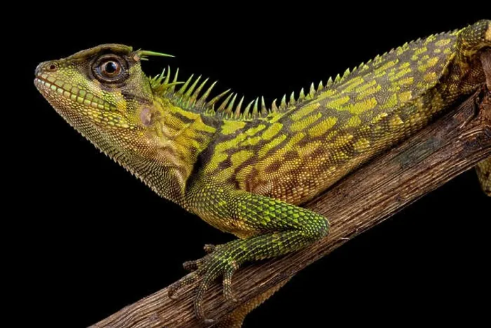 Framed Print : Bintang Horned Tree Lizard, Acanthosaura bintangensis Framed Print : Bintang Horned Tree Lizard, Acanthosaura bintangensis