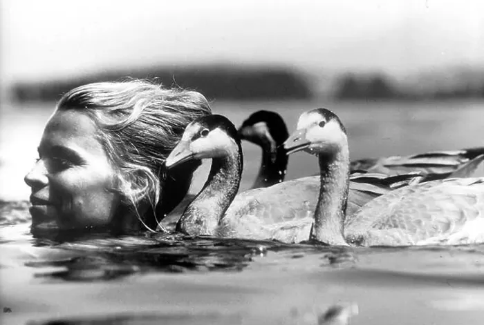 Framed Print : The biologist Angelika Hofer swims in a lake with the geese which she investigates in terms of behavioral physiology