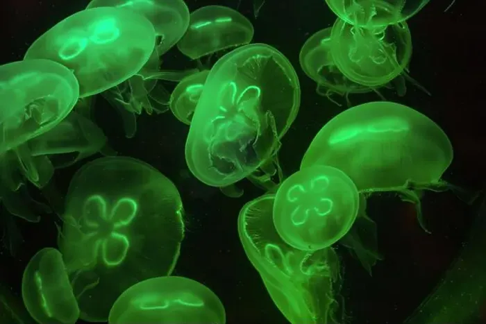 Framed Print : Bioluminescent green jellyfish floating gracefully in the dark. High quality photo Framed Print : Bioluminescent green jellyfish floating gracefully in the dark. High quality photo