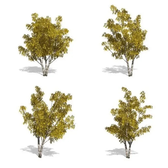 Framed Print : birch fall trees, isolated on white background Framed Print : birch fall trees, isolated on white background