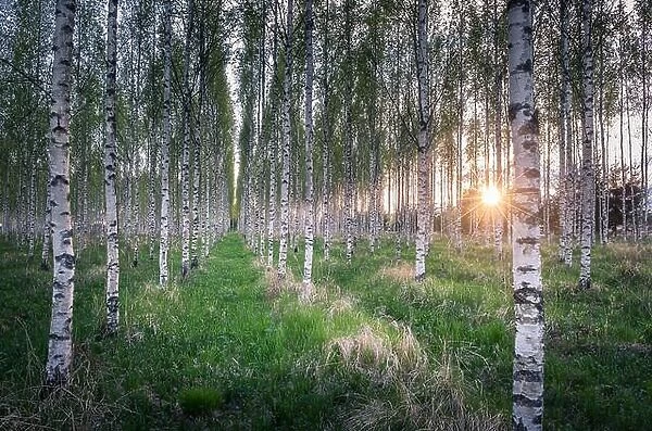 Many birch trees in the forest in the daytime