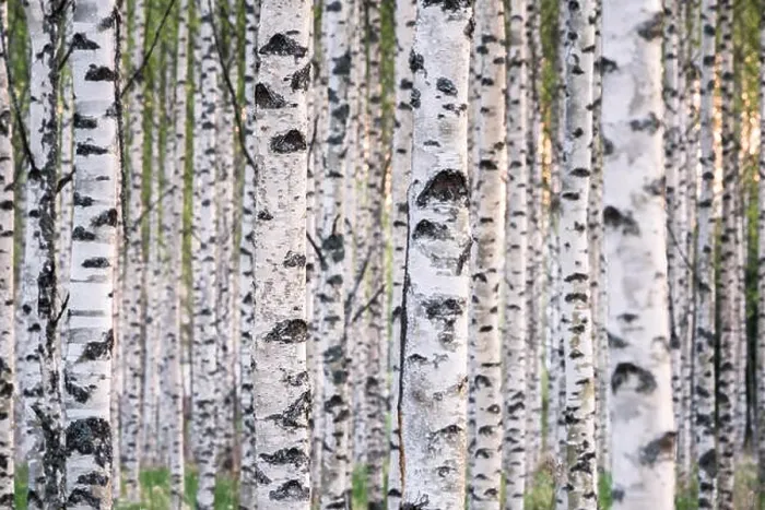 Framed Print : Many birch trees in the forest in the daytime Framed Print : Many birch trees in the forest in the daytime