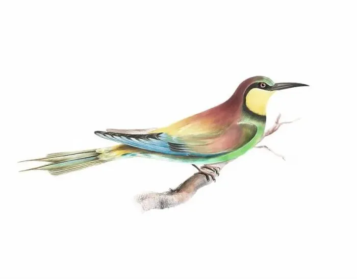 Framed Print : Bird art. Vintage-style bird illustration Framed Print : Bird art. Vintage-style bird illustration