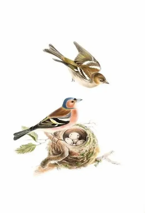 Framed Print : Bird art. Vintage-style bird illustration