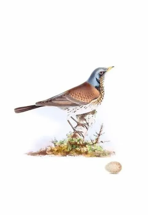 Framed Print : Bird art. Vintage-style bird illustration Framed Print : Bird art. Vintage-style bird illustration