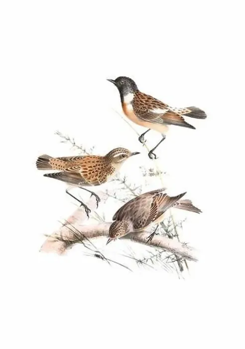 Framed Print : Bird art. Vintage-style bird illustration Framed Print : Bird art. Vintage-style bird illustration
