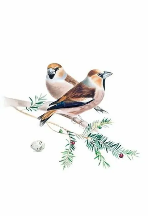 Framed Print : Bird art. Vintage-style bird illustration Framed Print : Bird art. Vintage-style bird illustration